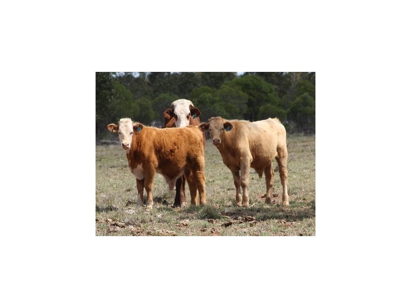 ” GLANMIRE”, Tambo QLD 4478