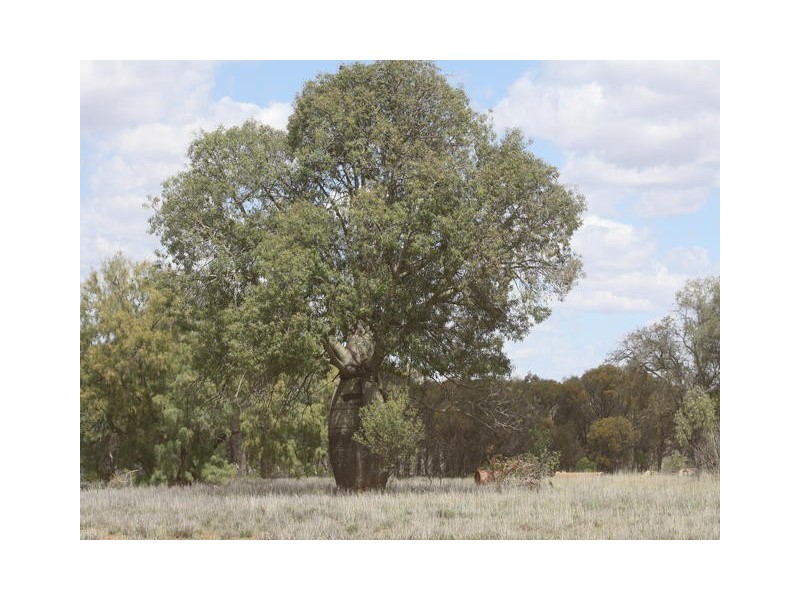 ” GLANMIRE”, Tambo QLD 4478