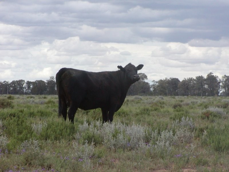 Goondiwindi QLD 4390