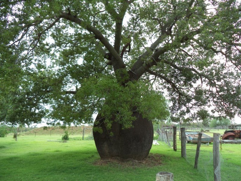 ” GLENGARRY”, Kowguran QLD 4415