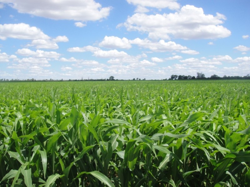 ” Paloma “, Glenmorgan QLD 4423