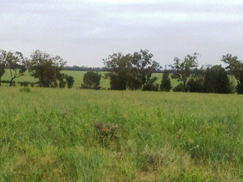 ” Paloma “, Glenmorgan QLD 4423