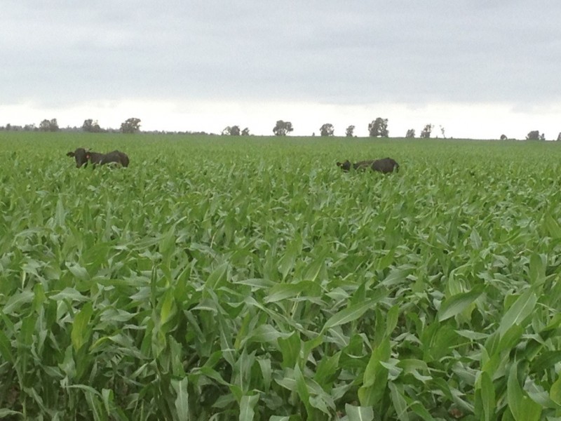 ” Paloma “, Glenmorgan QLD 4423