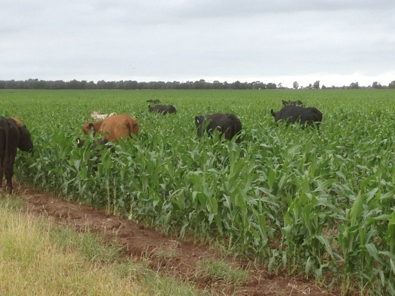 ” Paloma “, Glenmorgan QLD 4423