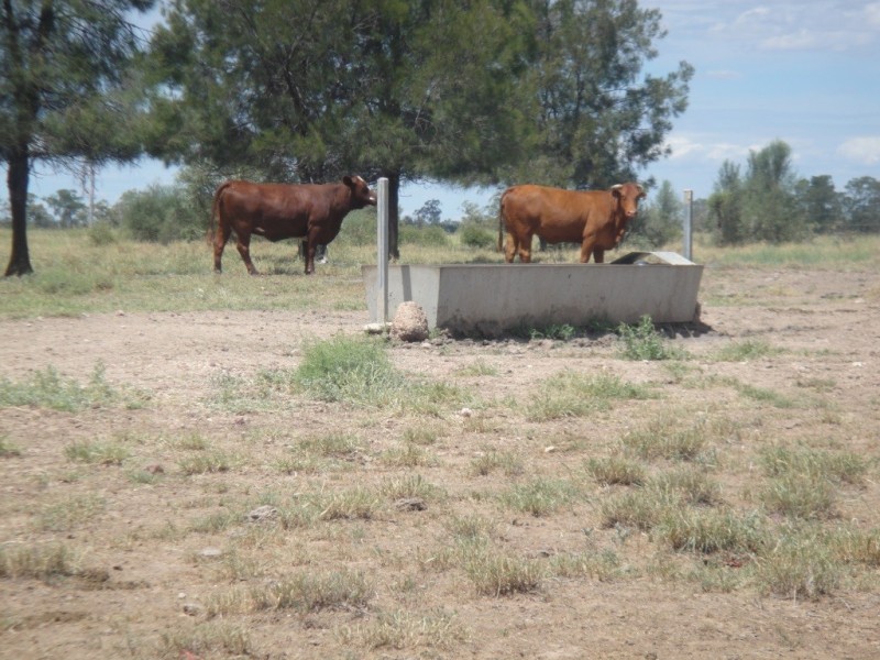 ” Paloma “, Glenmorgan QLD 4423