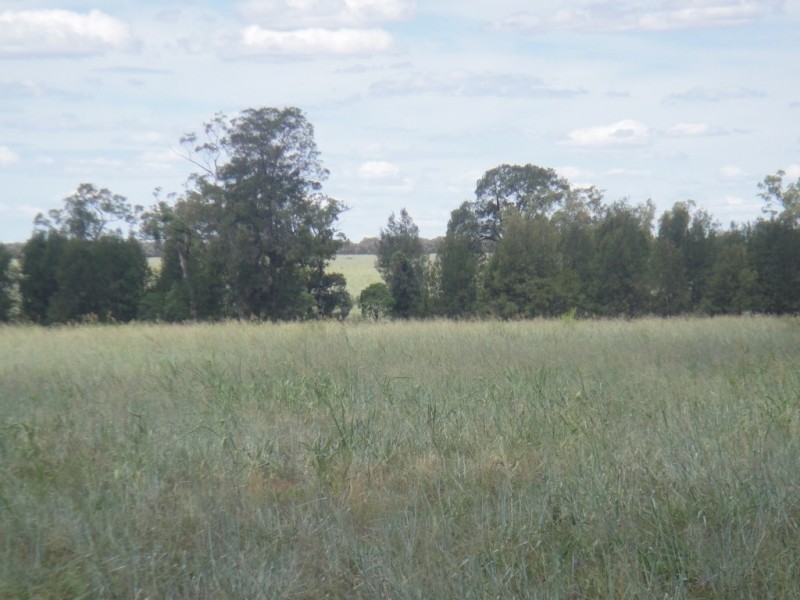 ” Paloma “, Glenmorgan QLD 4423