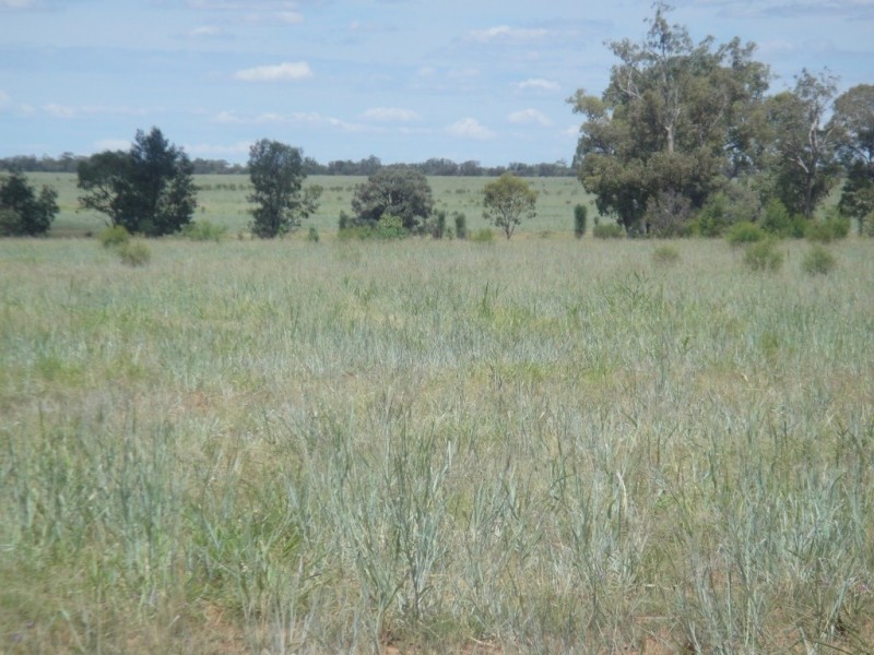 ” Paloma “, Glenmorgan QLD 4423