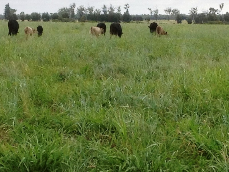 ” Paloma “, Glenmorgan QLD 4423