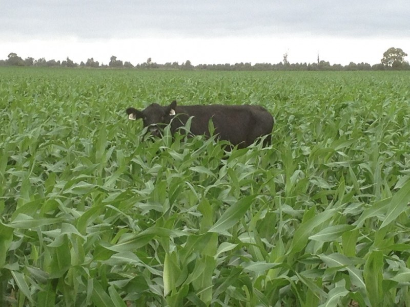 ” Paloma “, Glenmorgan QLD 4423