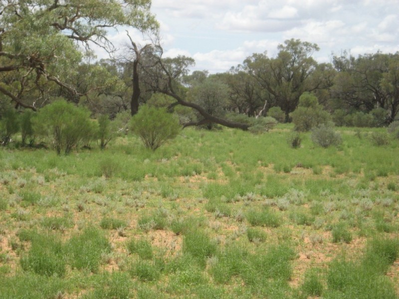 ‘ Burkobulla ‘, Quilpie QLD 4480