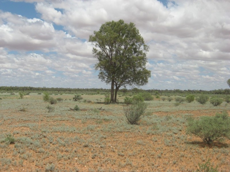 ‘ Burkobulla ‘, Quilpie QLD 4480