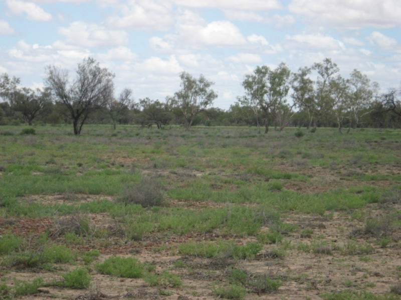 ‘ Burkobulla ‘, Quilpie QLD 4480