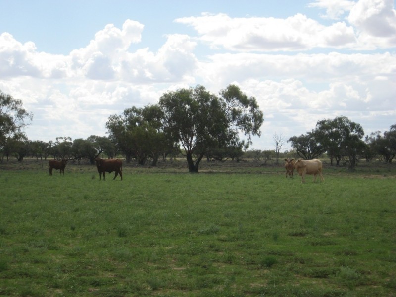 ‘ Burkobulla ‘, Quilpie QLD 4480