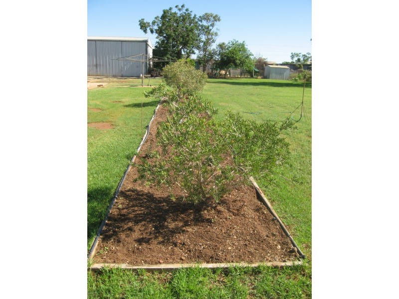 79 Jabiru Street, Quilpie QLD 4480