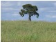 ” Allambie”, Wandoan QLD 4419