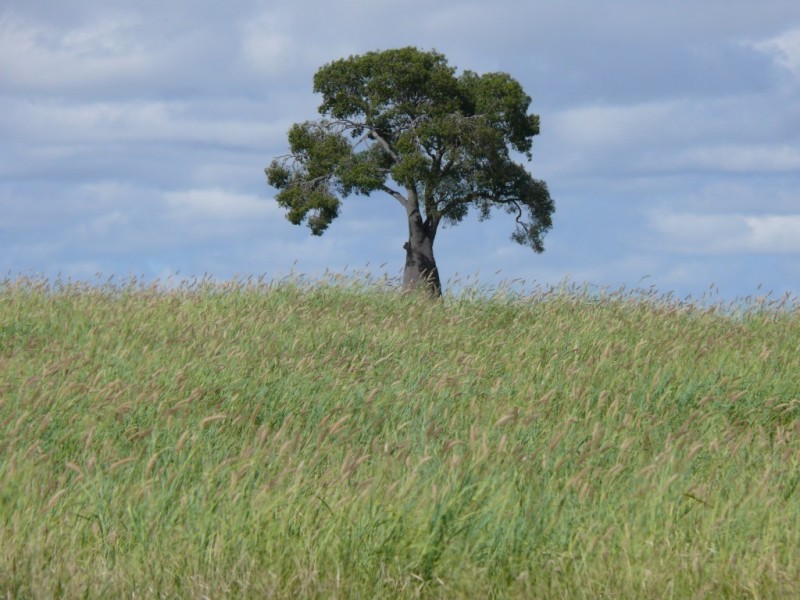 ” Allambie”, Wandoan QLD 4419