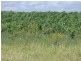” Allambie”, Wandoan QLD 4419