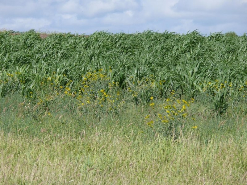 ” Allambie”, Wandoan QLD 4419