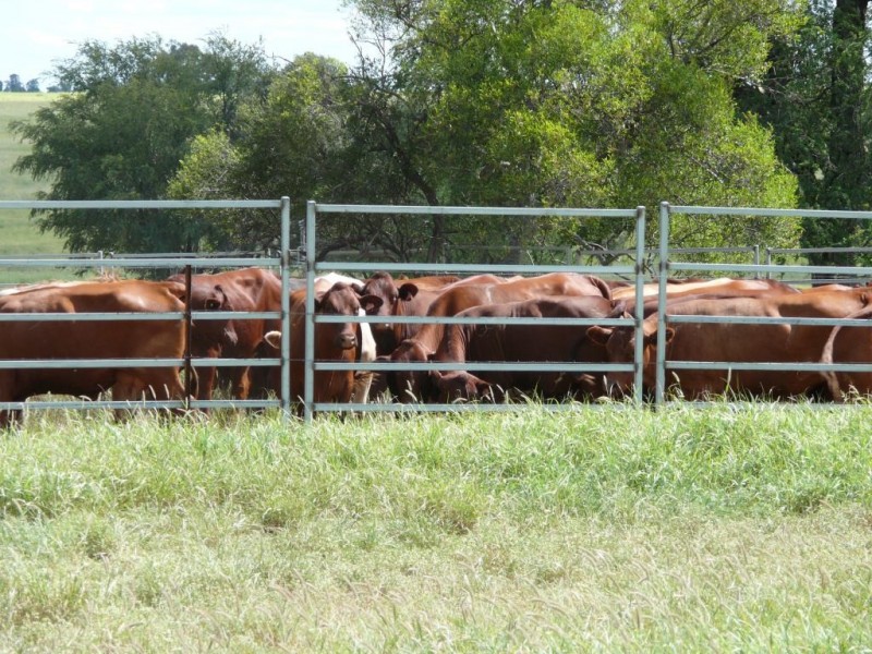 ” Allambie”, Wandoan QLD 4419
