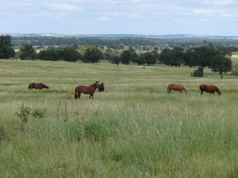 ” Allambie”, Wandoan QLD 4419