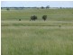 ” Allambie”, Wandoan QLD 4419