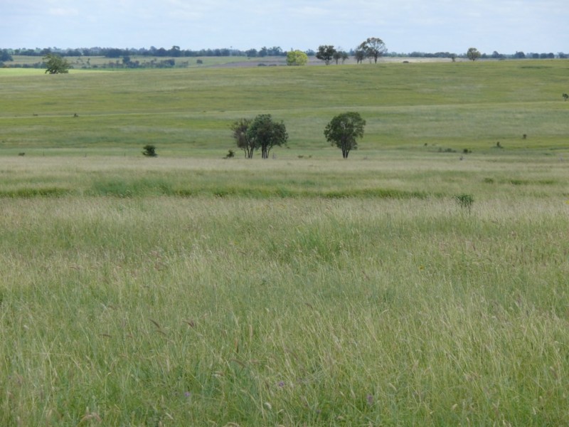 ” Allambie”, Wandoan QLD 4419