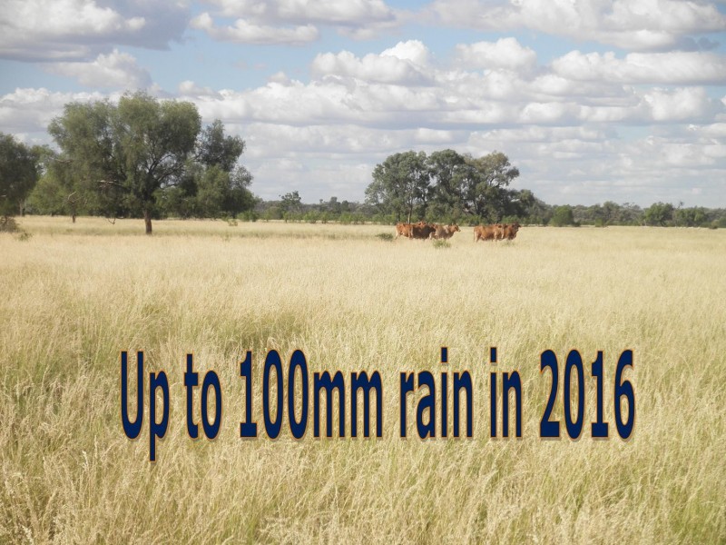 ” Mogera “, Quilpie QLD 4480