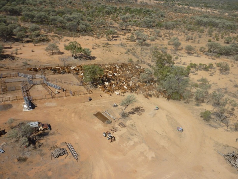 ” Mogera “, Quilpie QLD 4480