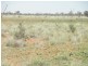 ” Mogera “, Quilpie QLD 4480