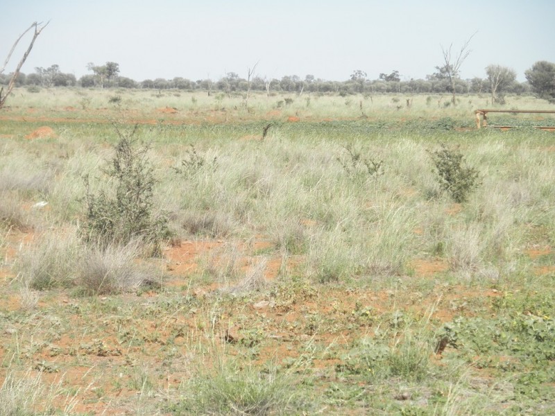 ” Mogera “, Quilpie QLD 4480