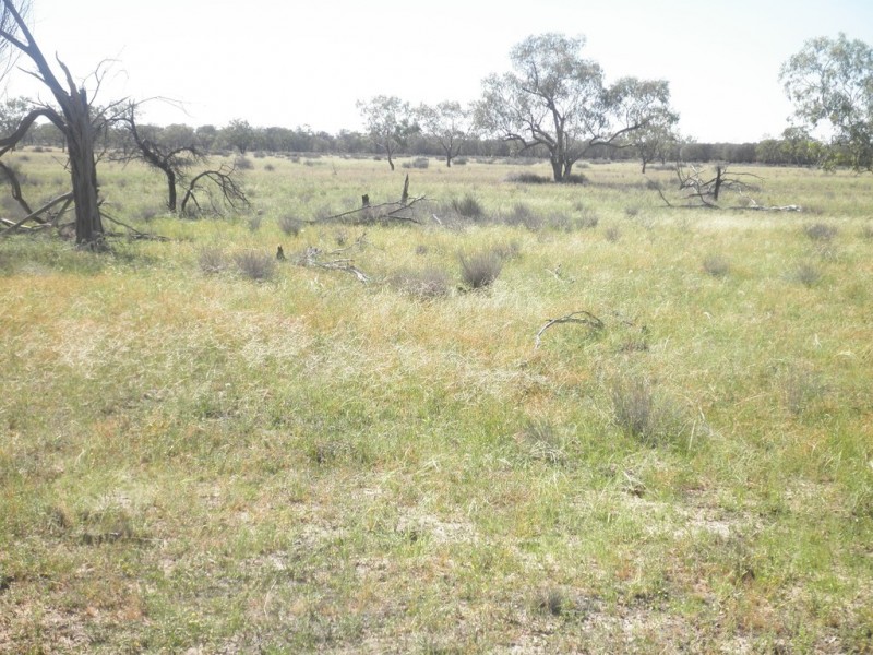 ” Mogera “, Quilpie QLD 4480