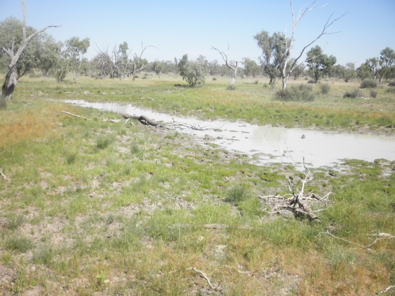 ” Mogera “, Quilpie QLD 4480