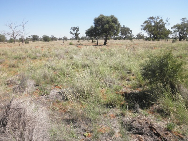 ” Mogera “, Quilpie QLD 4480