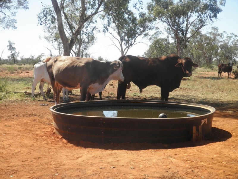 ” Mogera “, Quilpie QLD 4480