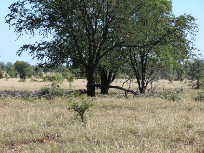 ” Basin Downs”, Surat QLD 4417