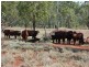 ” Basin Downs”, Surat QLD 4417