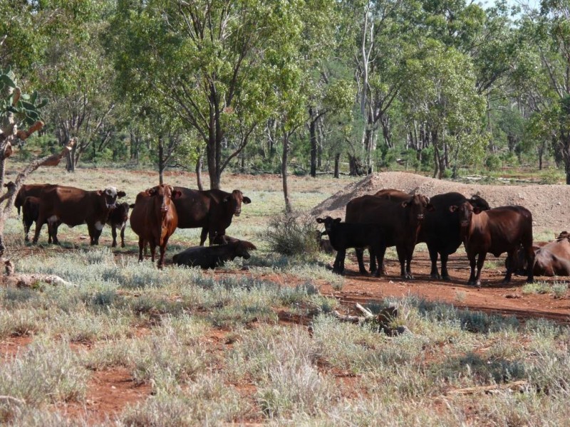 ” Basin Downs”, Surat QLD 4417