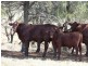 ” Basin Downs”, Surat QLD 4417