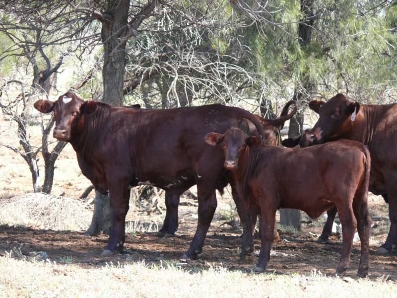 ” Basin Downs”, Surat QLD 4417