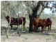 ” Basin Downs”, Surat QLD 4417
