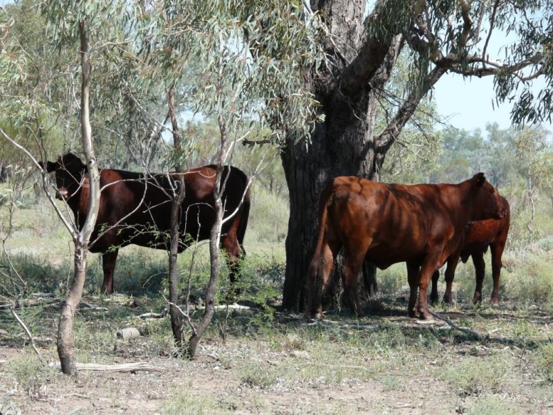 ” Basin Downs”, Surat QLD 4417