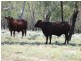 ” Basin Downs”, Surat QLD 4417