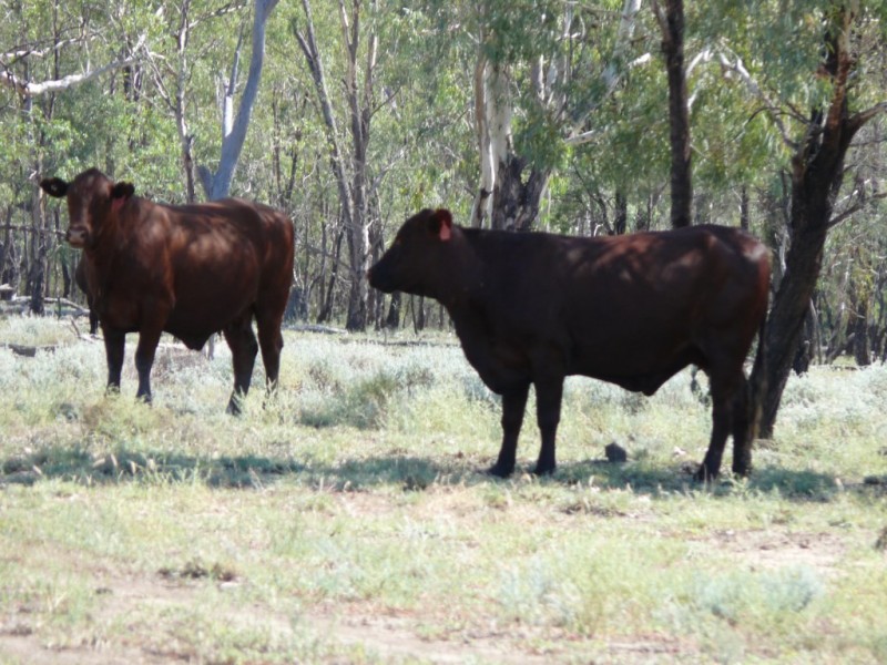 ” Basin Downs”, Surat QLD 4417