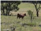 ” Lonesome”, Glenmorgan QLD 4423