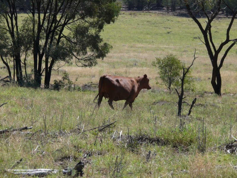 ” Lonesome”, Glenmorgan QLD 4423