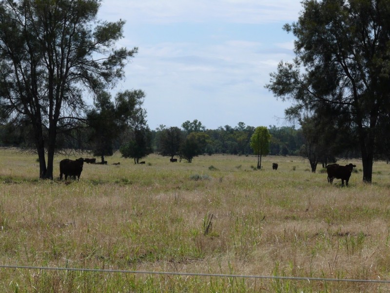 ” Lonesome”, Glenmorgan QLD 4423