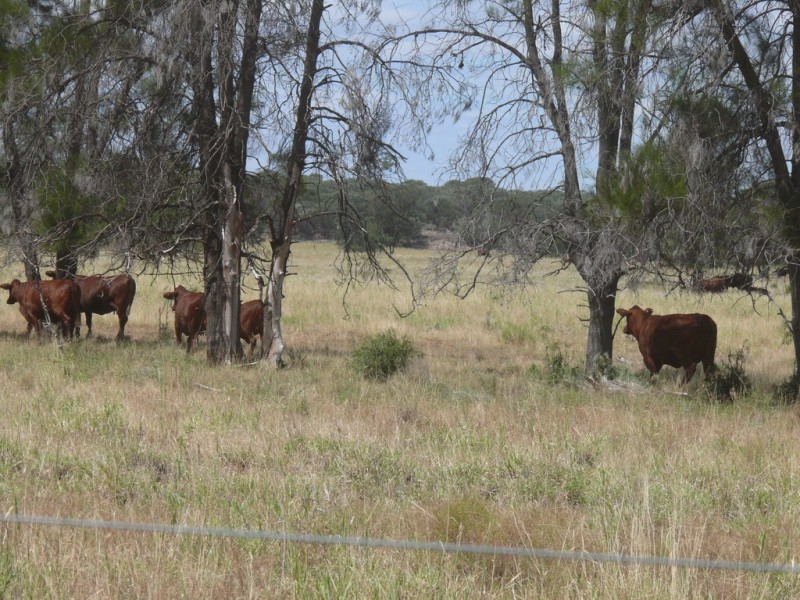 ” Lonesome”, Glenmorgan QLD 4423