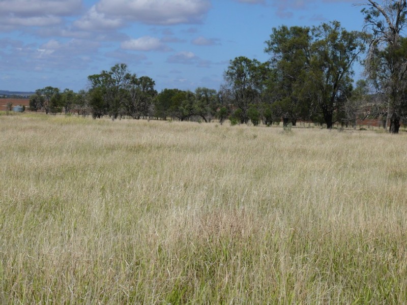 ” Blairmack”, Muckadilla QLD 4461