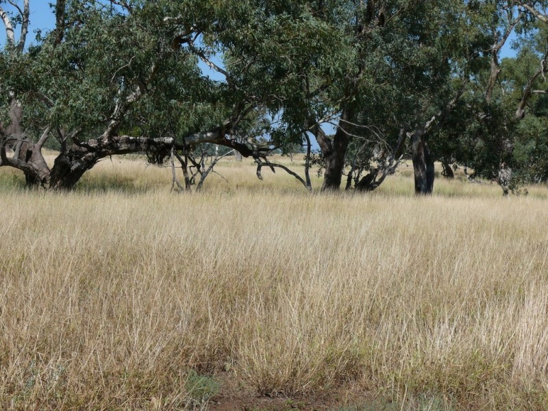 ” Blairmack”, Muckadilla QLD 4461