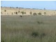 ” Blairmack”, Muckadilla QLD 4461